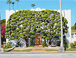 Bodhi Tree House